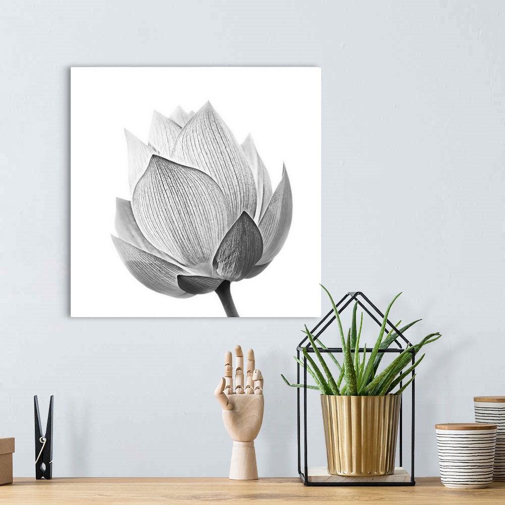 A bohemian room featuring Lotus flower in black and white isolated on white background.