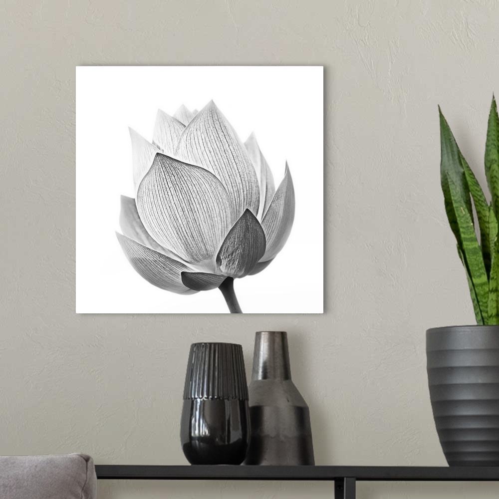 A modern room featuring Lotus flower in black and white isolated on white background.