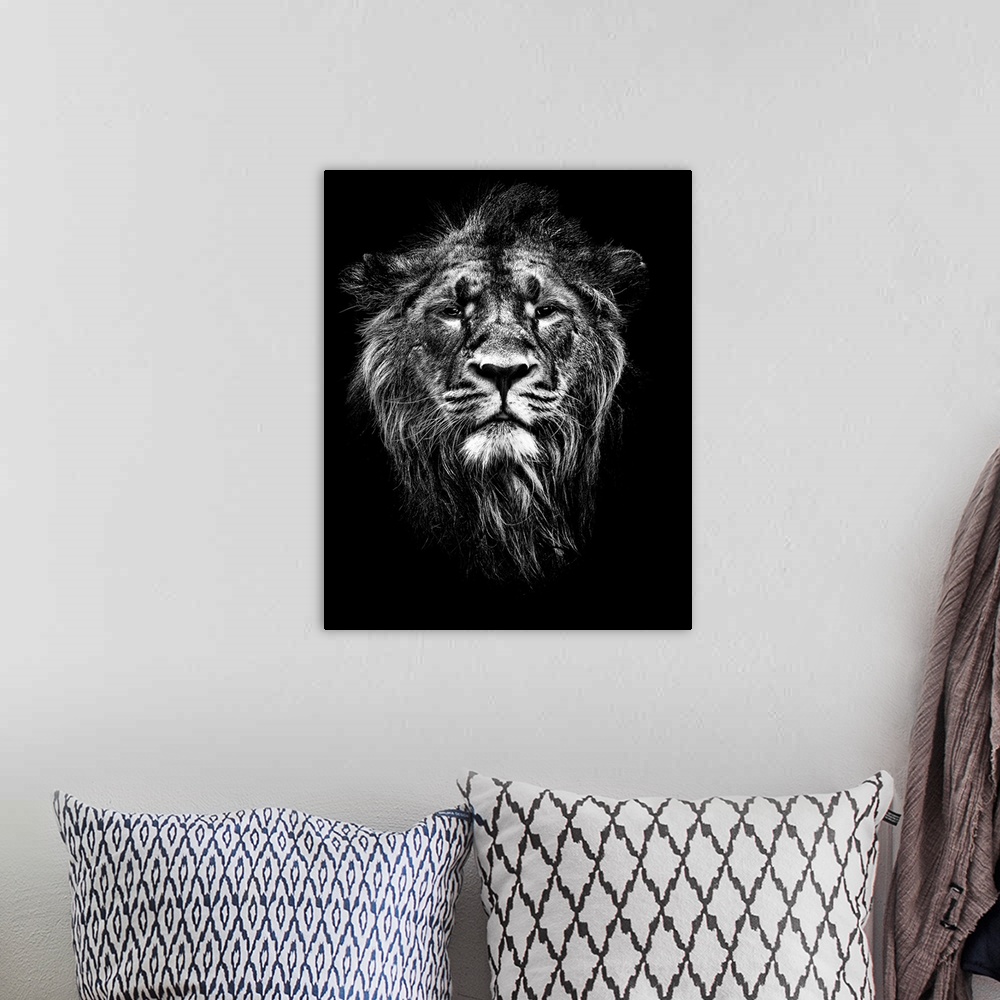 A bohemian room featuring Male Asiatic Lion