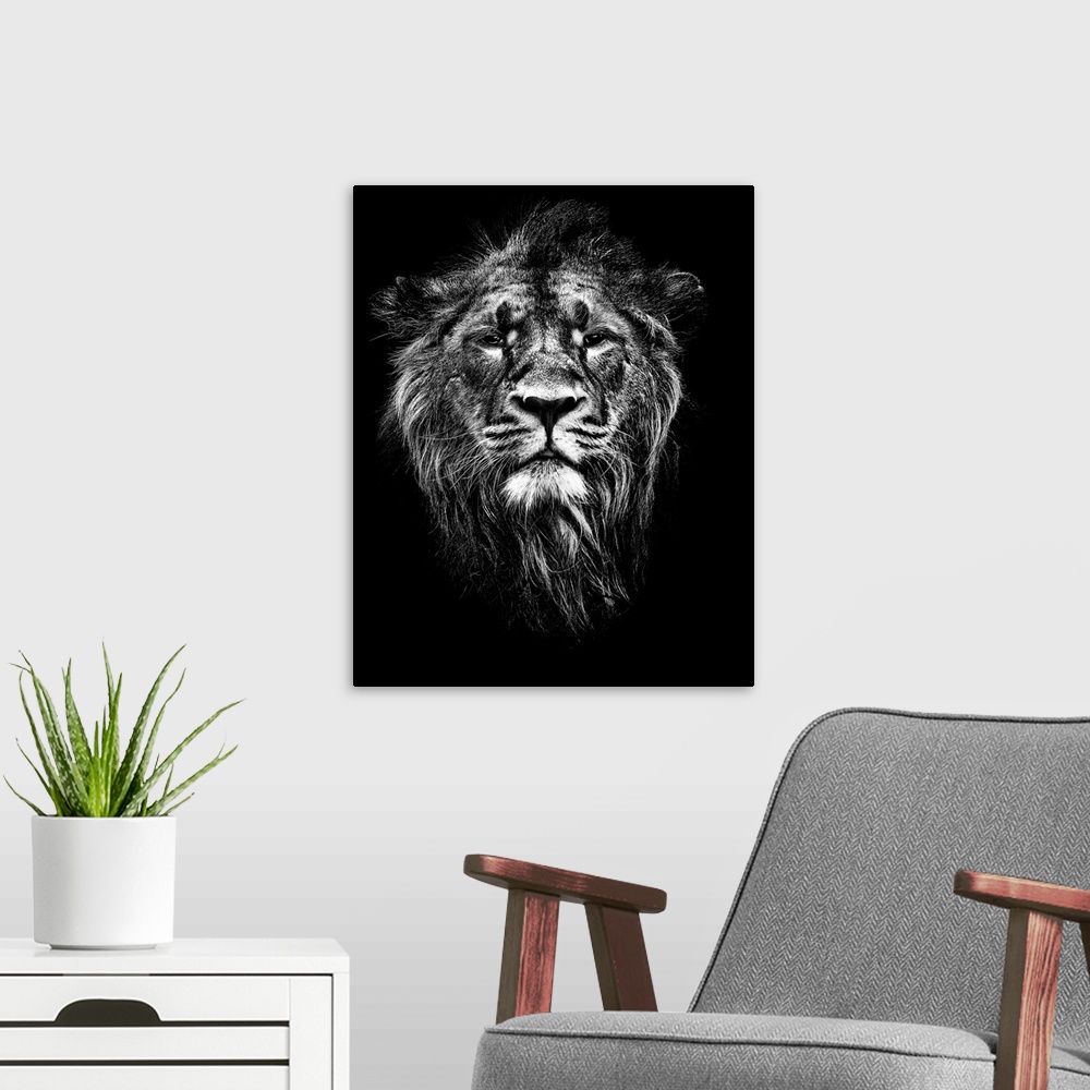 A modern room featuring Male Asiatic Lion