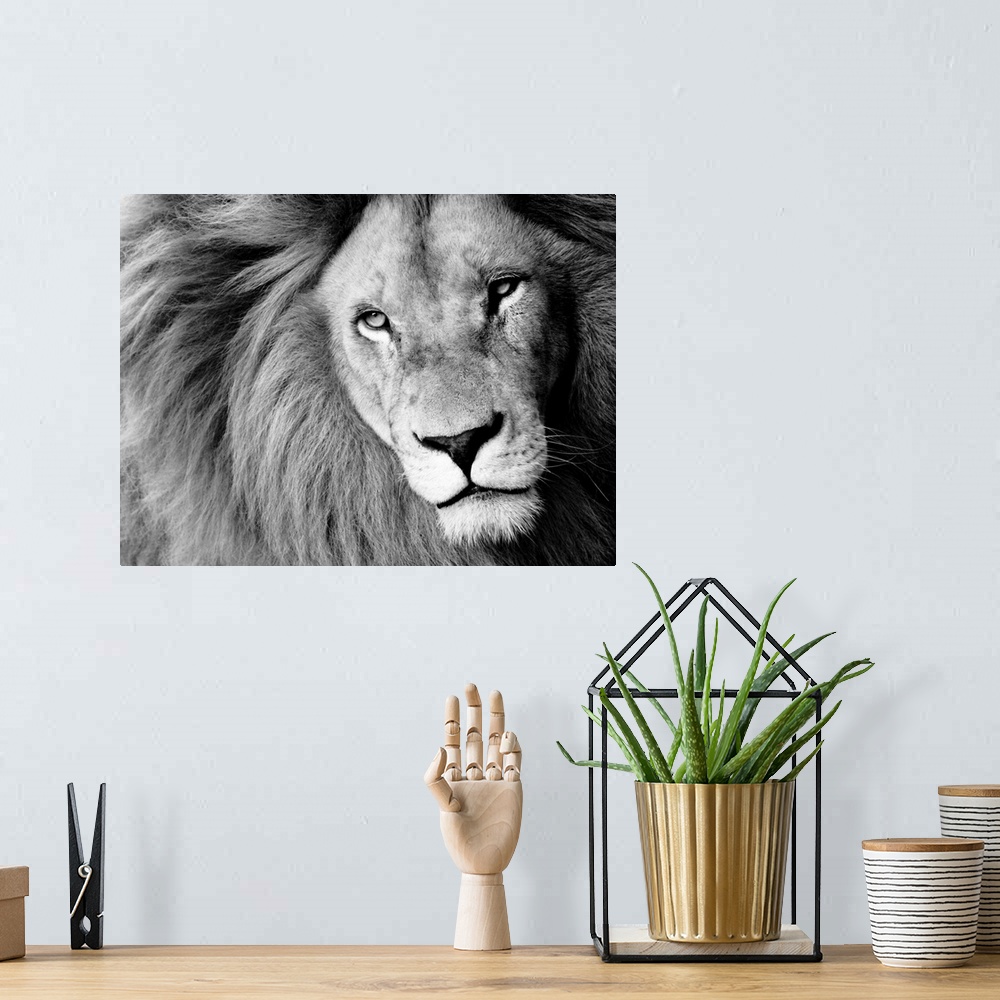 A bohemian room featuring Male Lion In Black And White