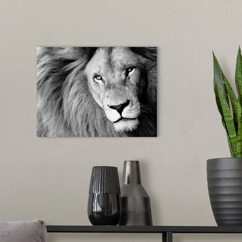 A modern room featuring Male Lion In Black And White