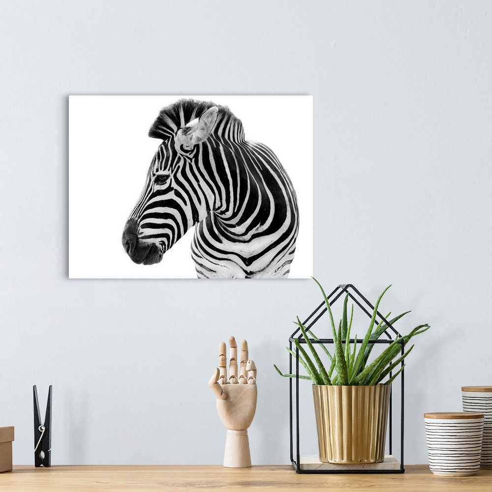 A bohemian room featuring Male zebra isolated on a white background.