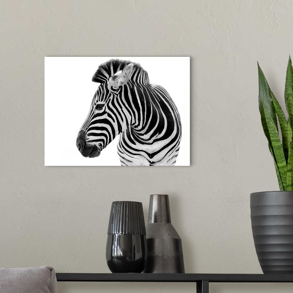 A modern room featuring Male zebra isolated on a white background.
