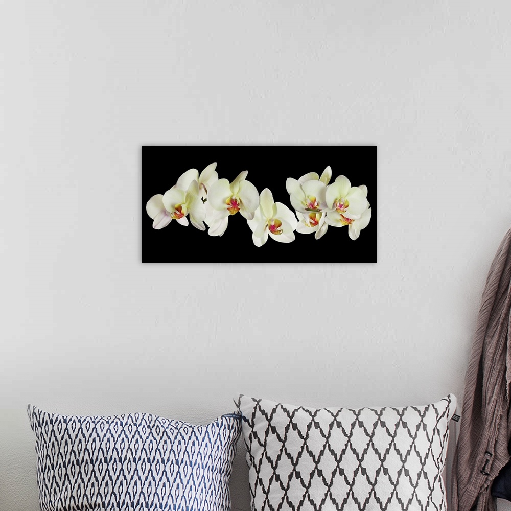 A bohemian room featuring Light yellow orchid flowers isolated on a black background.