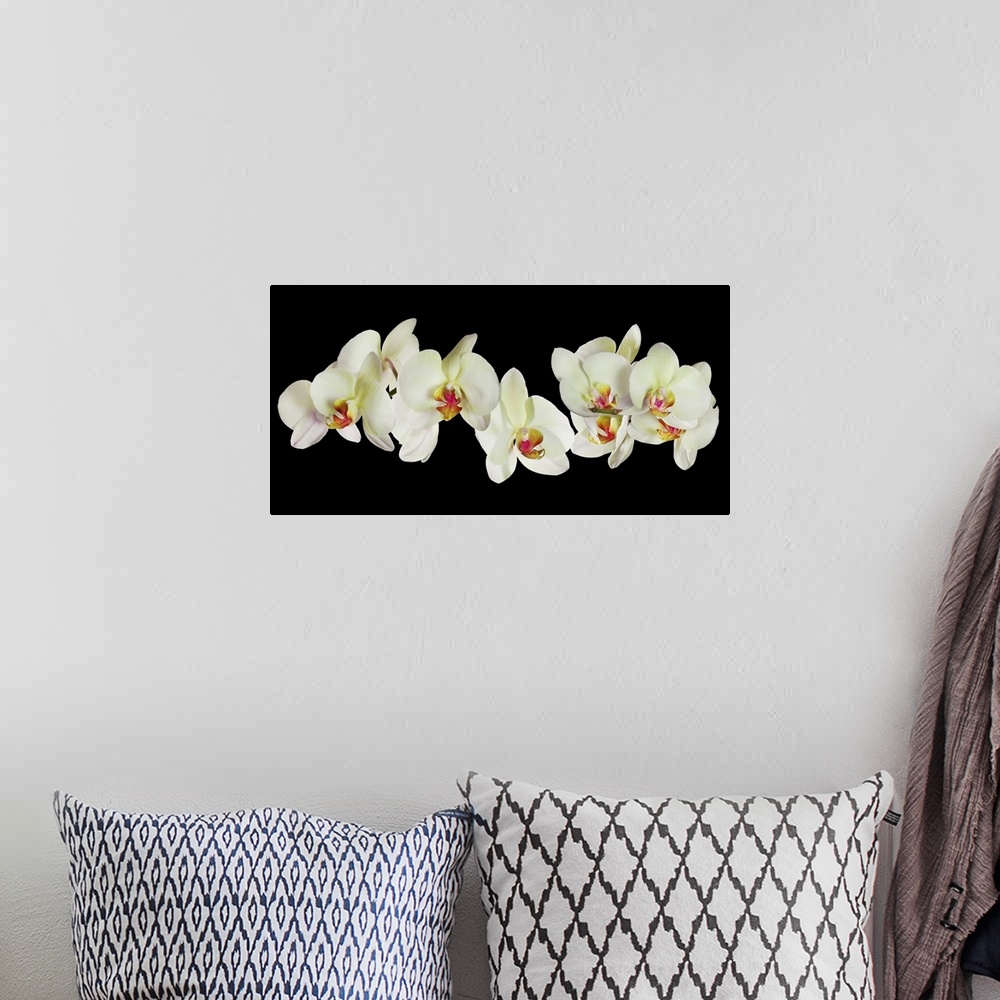 A bohemian room featuring Light yellow orchid flowers isolated on a black background.