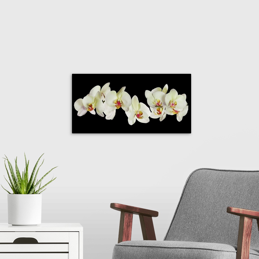 A modern room featuring Light yellow orchid flowers isolated on a black background.