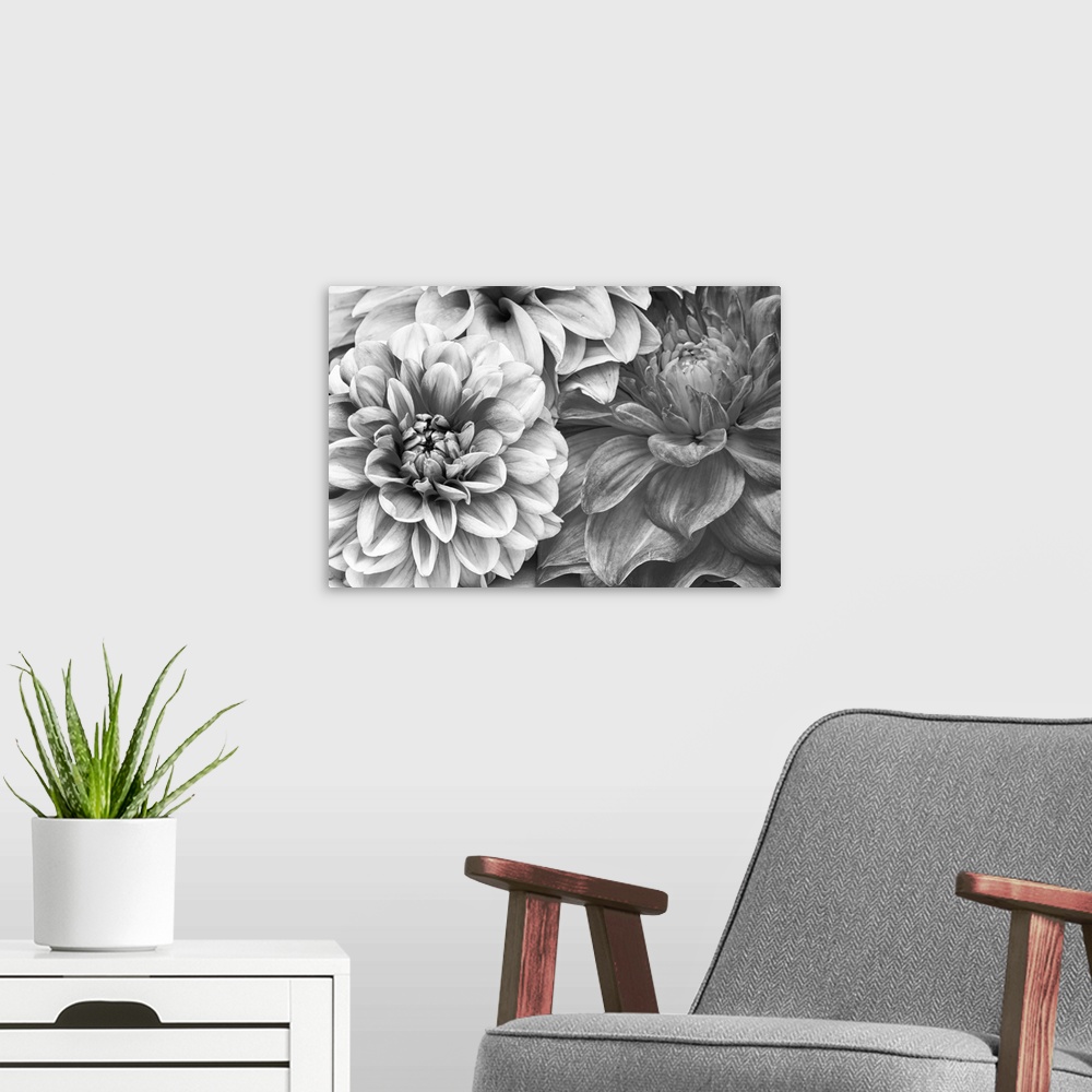 A modern room featuring A monochrome shot of a bunch of dahlia flowers.