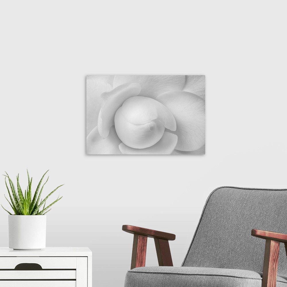 A modern room featuring Monochrome center heart of a young white camellia blossom with detailed texture.