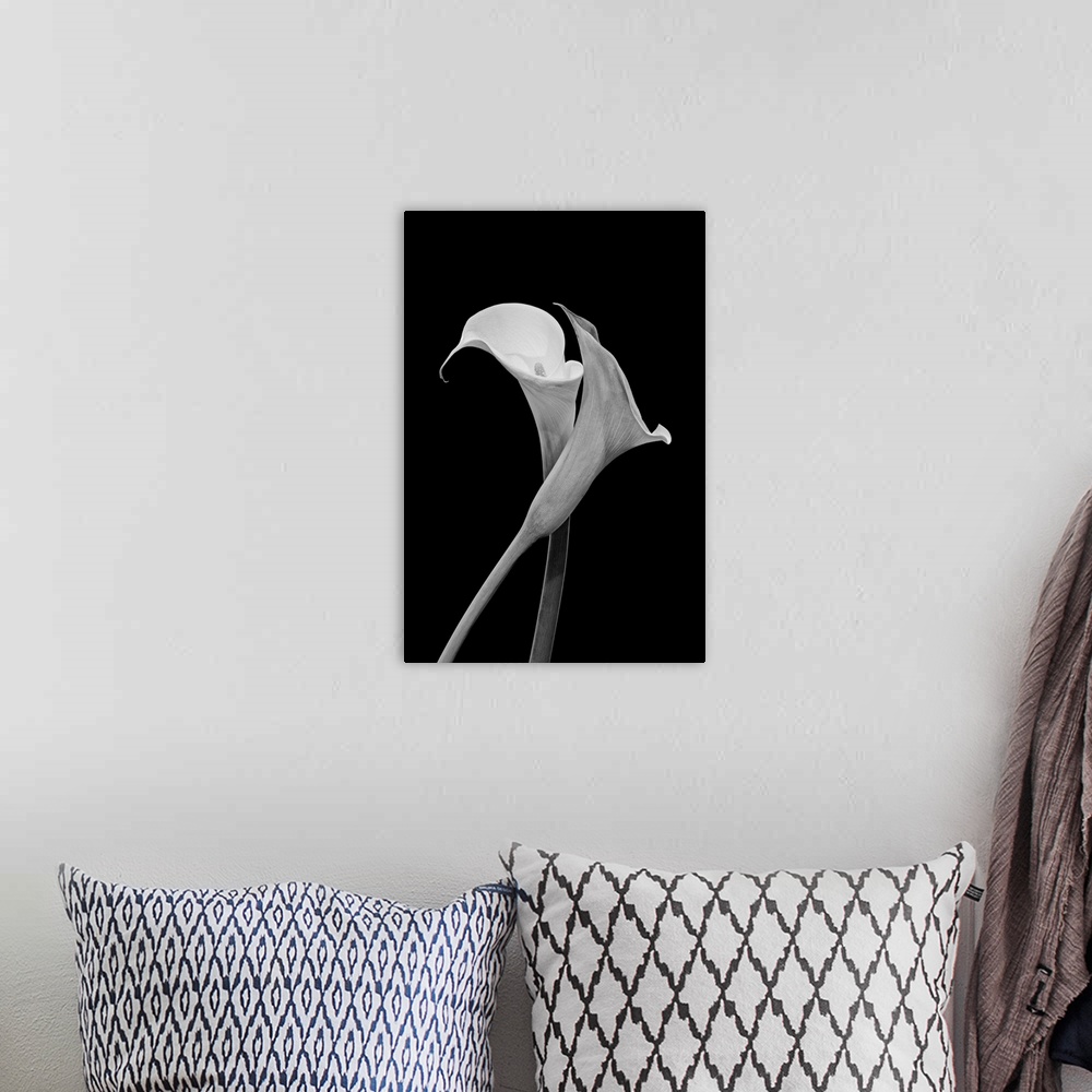 A bohemian room featuring Monochrome surrealistic pair of calla blossoms on a black background.