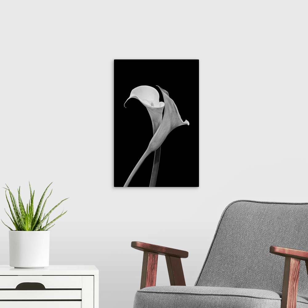 A modern room featuring Monochrome surrealistic pair of calla blossoms on a black background.