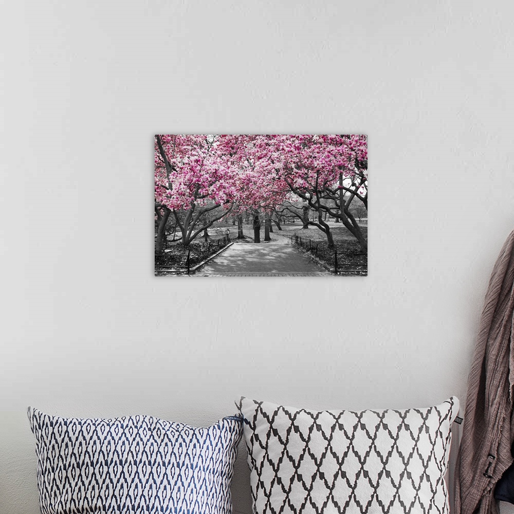 A bohemian room featuring Pink blossoms in central park black and white landscape, New York city.