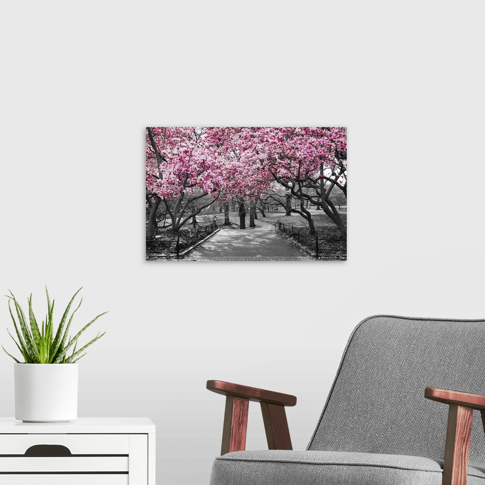 A modern room featuring Pink blossoms in central park black and white landscape, New York city.