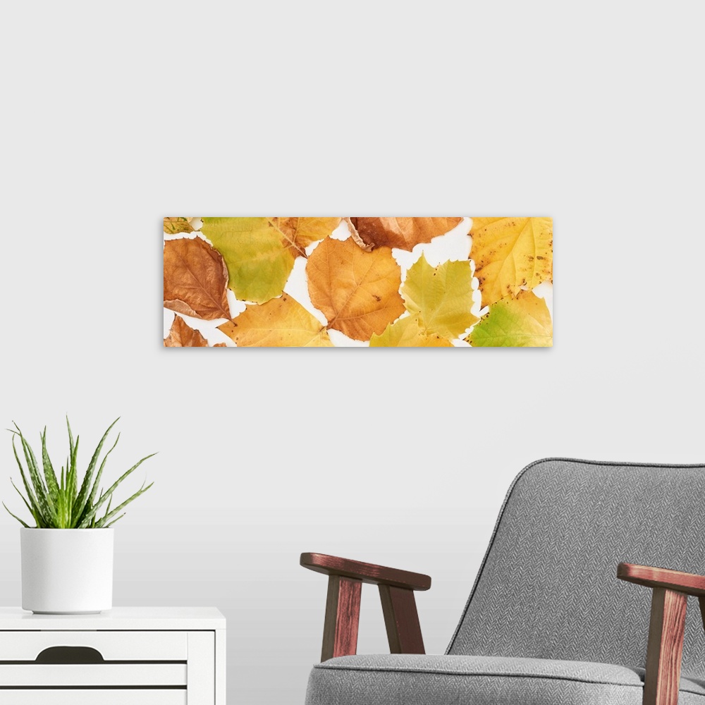 A modern room featuring Panoramic shot of bright yellow leaves of maple isolated on white.