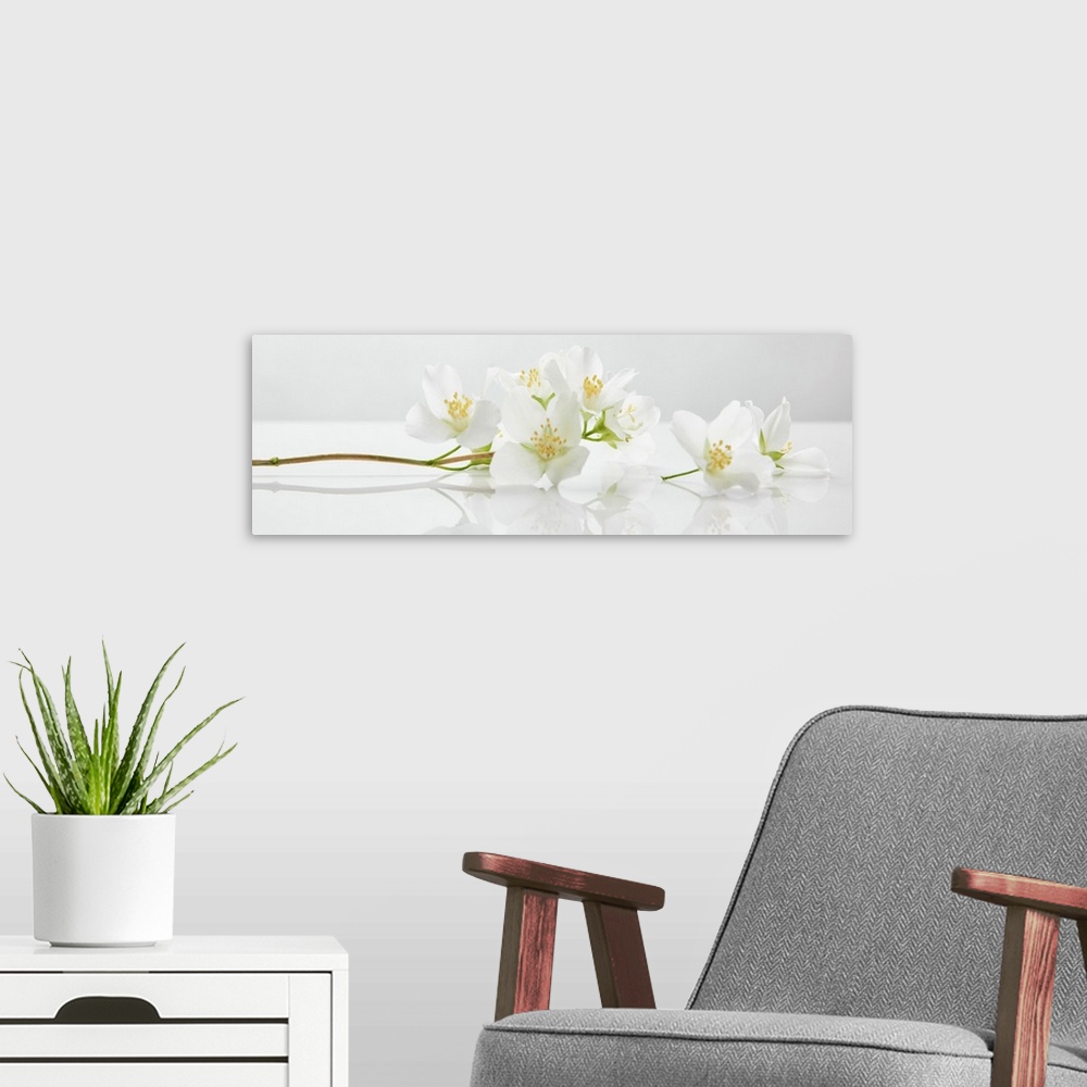 A modern room featuring Panoramic shot of jasmine flowers on white surface.