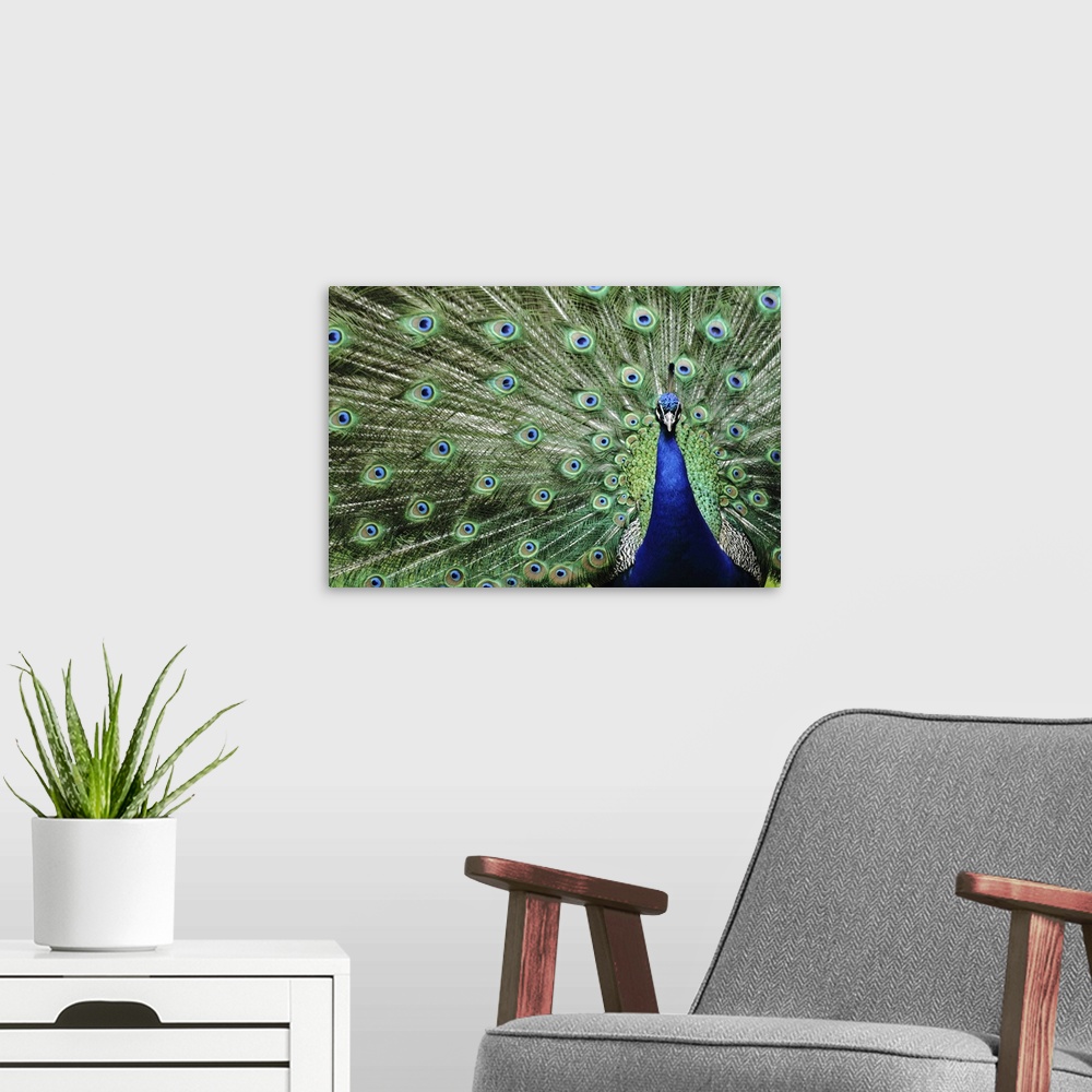A modern room featuring Peacock