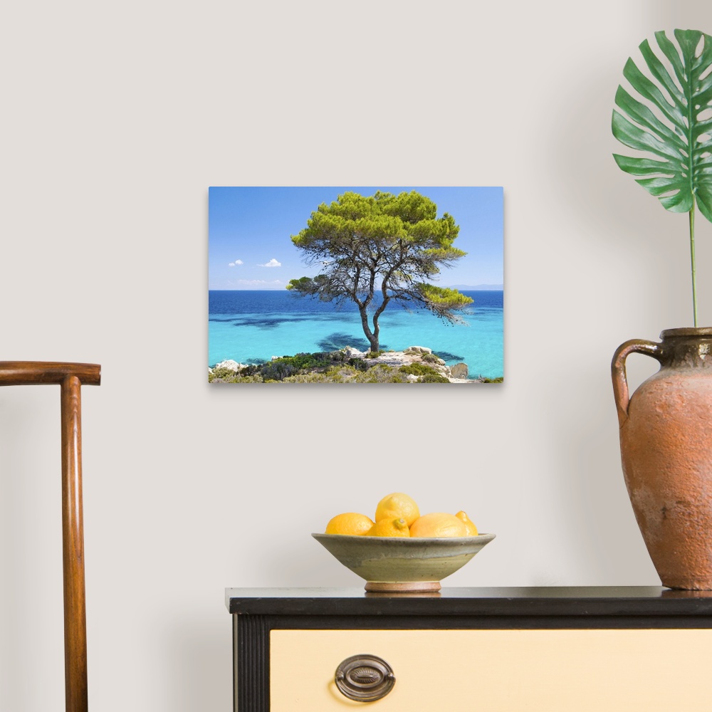A traditional room featuring Pine forest tree by the sea in Halkidiki, Greece.