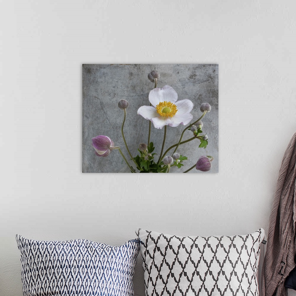 A bohemian room featuring Pink white autumn anemone with many buds macro, concrete gray stone background, detailed texture....