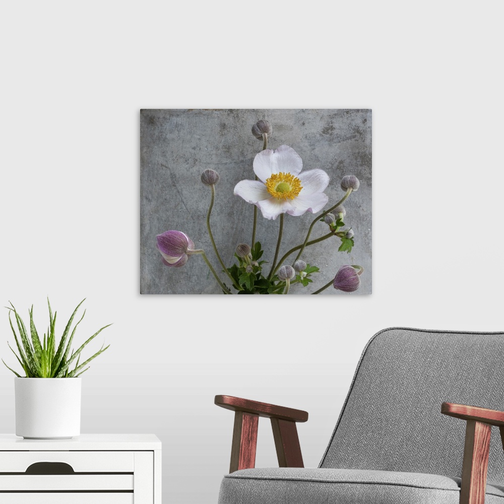 A modern room featuring Pink white autumn anemone with many buds macro, concrete gray stone background, detailed texture....