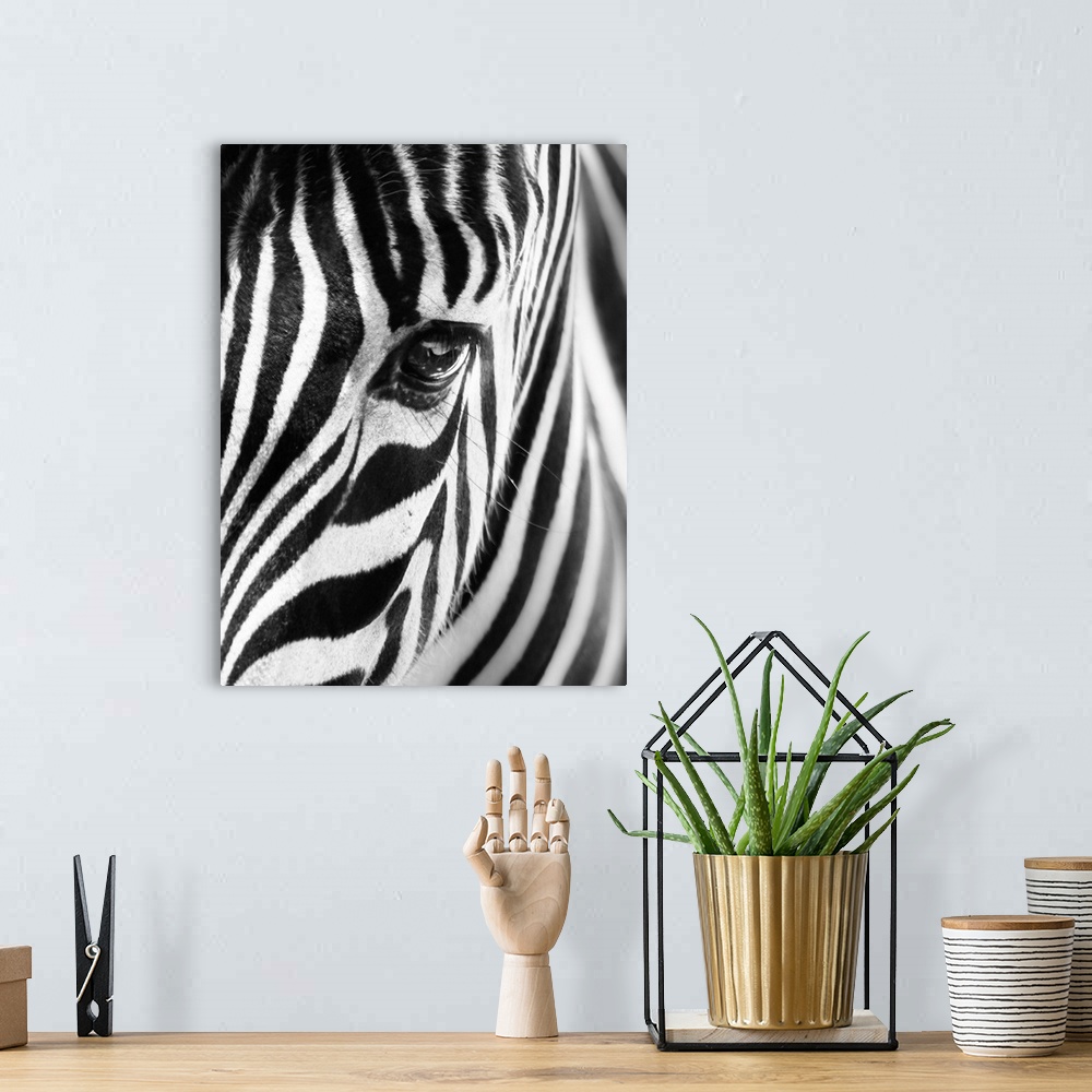 A bohemian room featuring Portrait Of A Zebra In Black And White