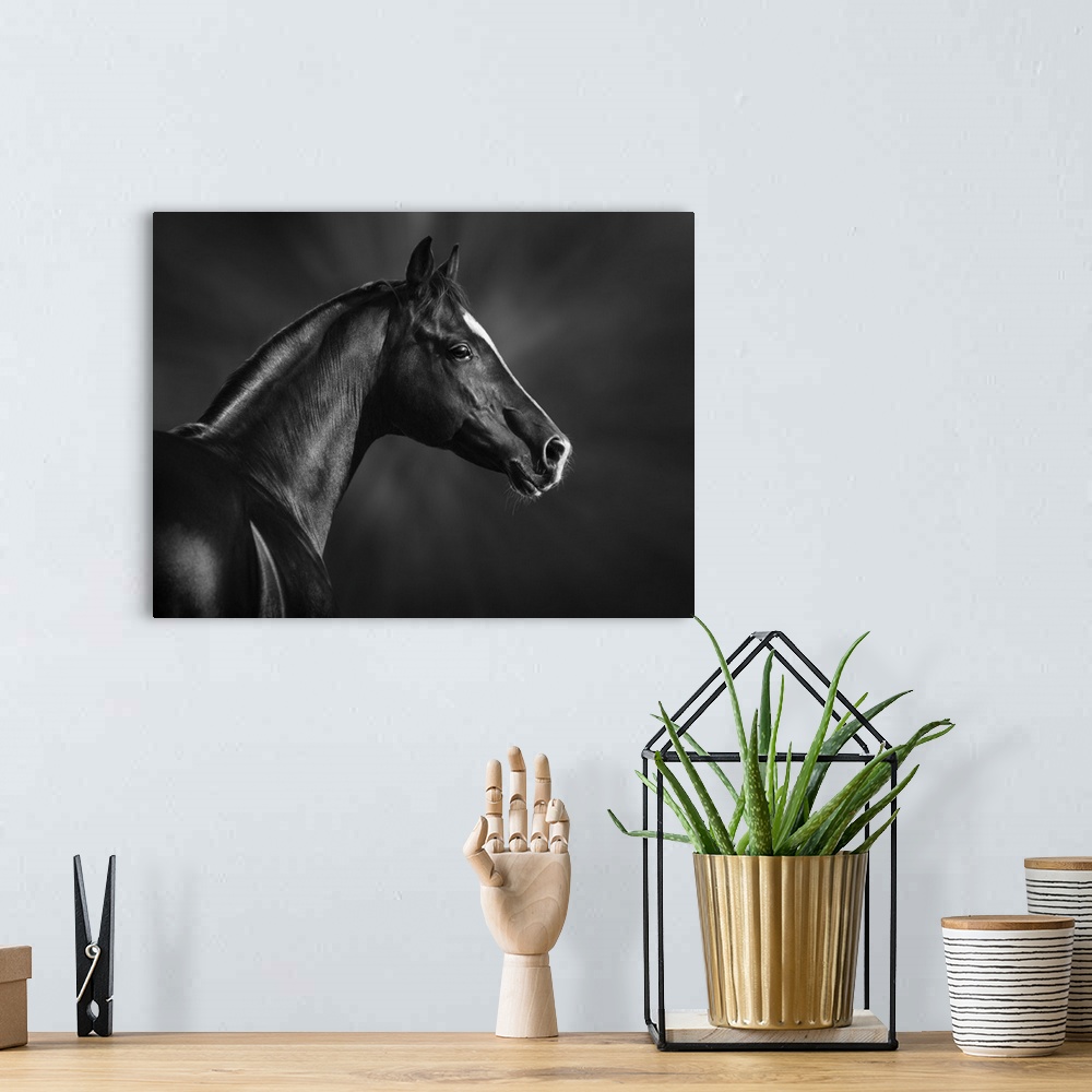 A bohemian room featuring Black and white portrait of an Arabian stallion.