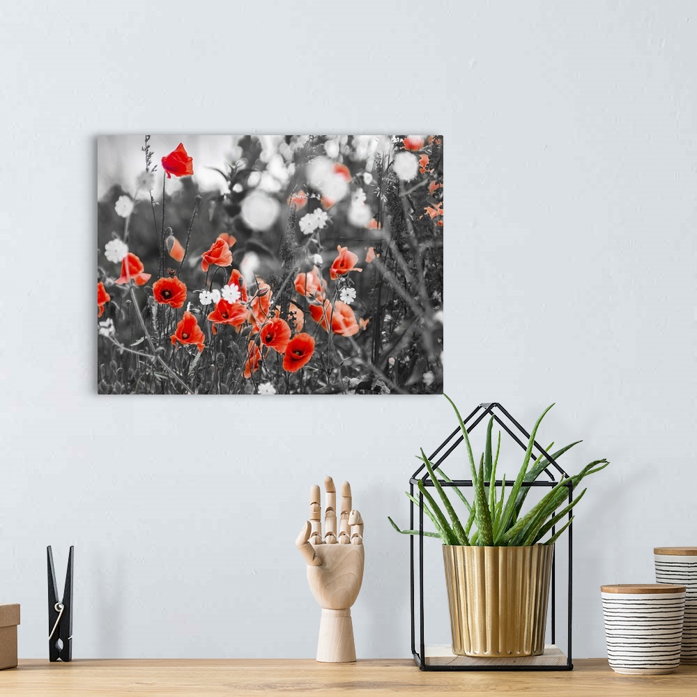 A bohemian room featuring Red poppy flowers growing, black and white.