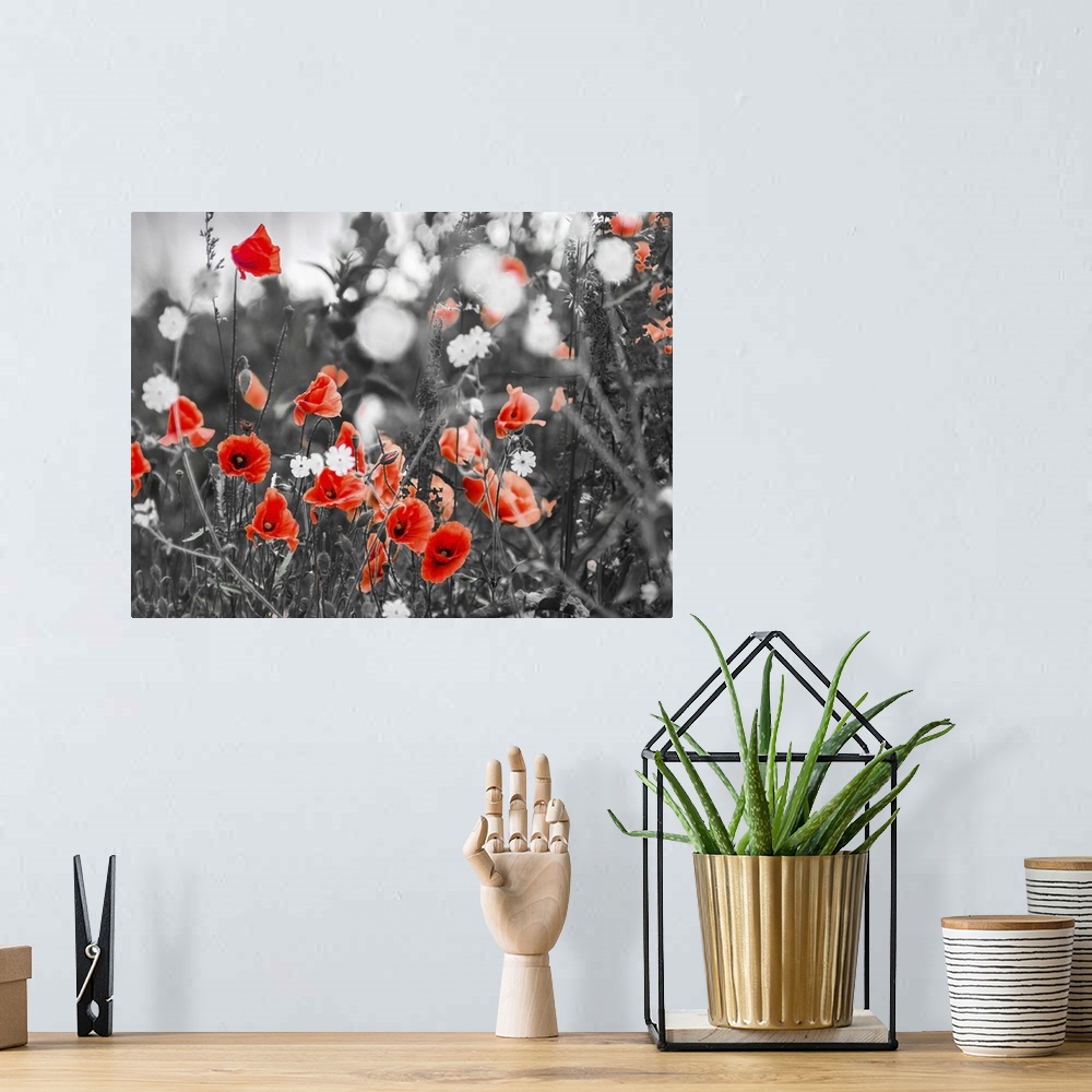 A bohemian room featuring Red poppy flowers growing, black and white.