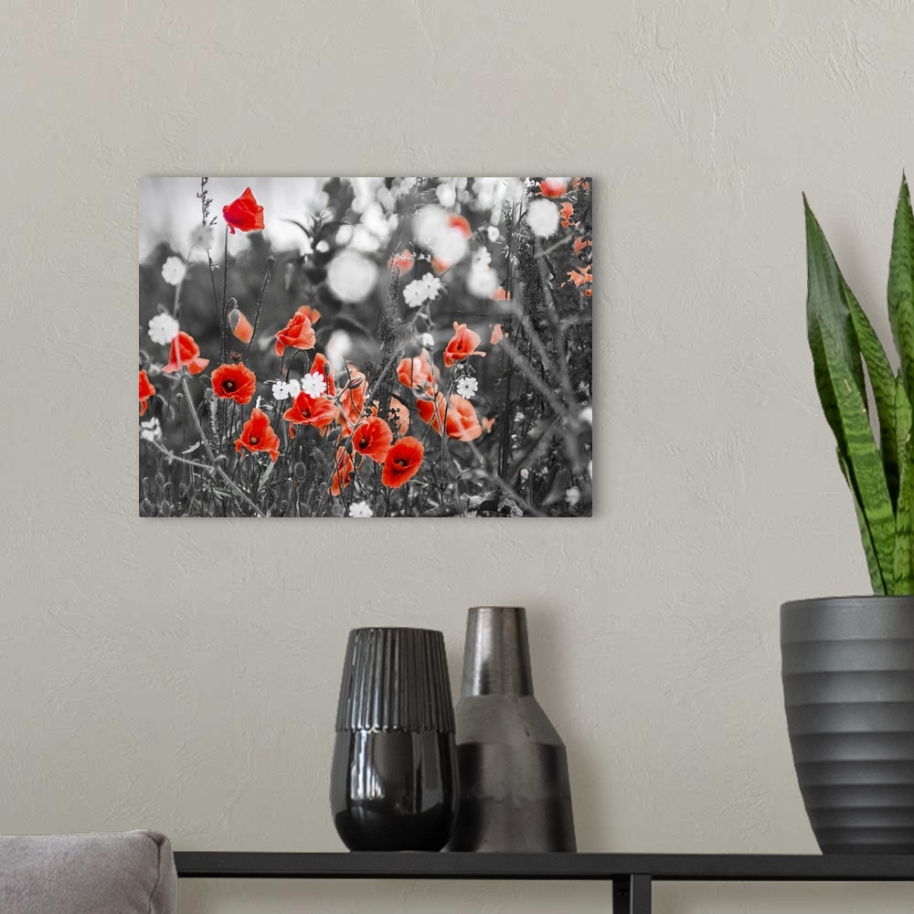 A modern room featuring Red poppy flowers growing, black and white.