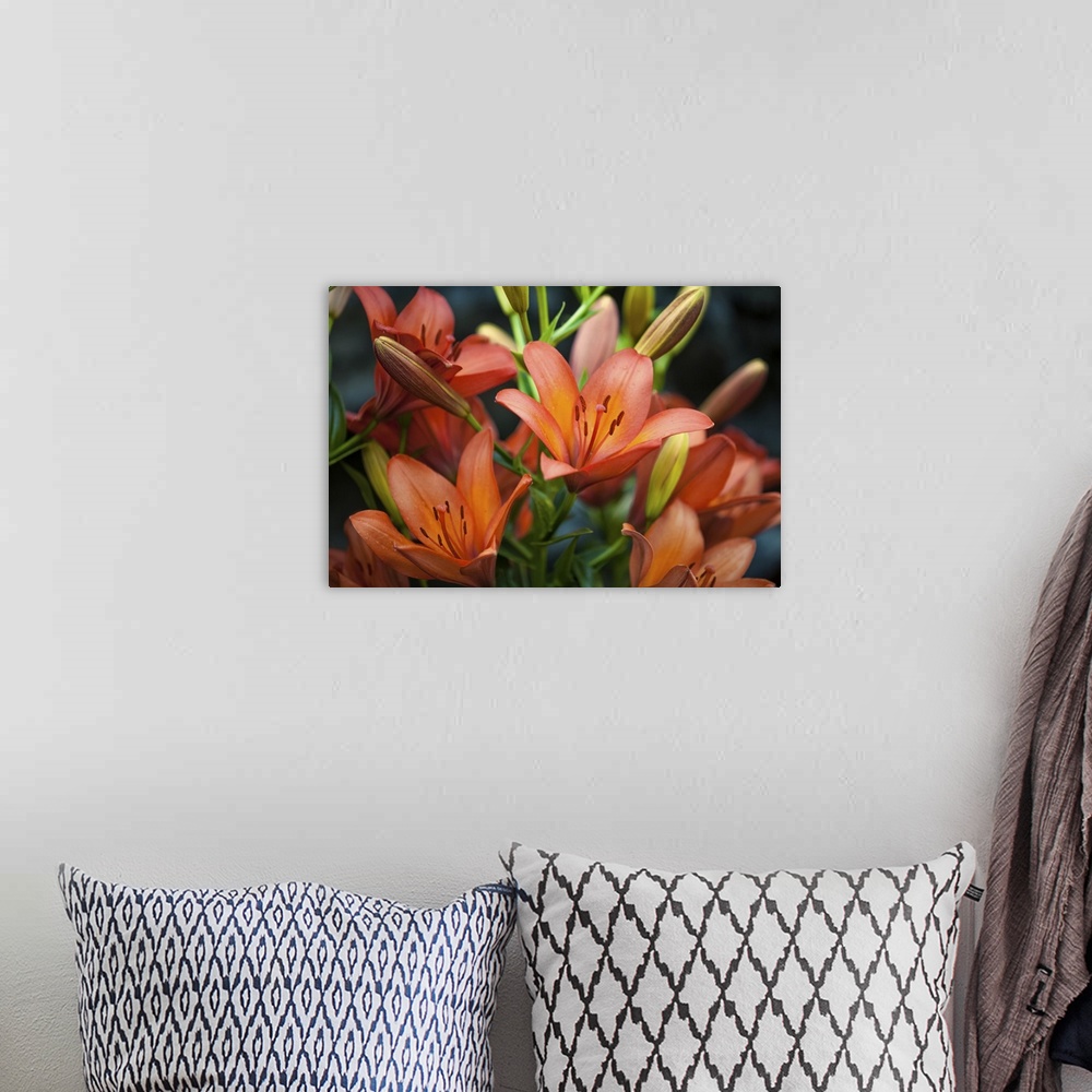 A bohemian room featuring Close-up shot of red tiger lily on a black background.