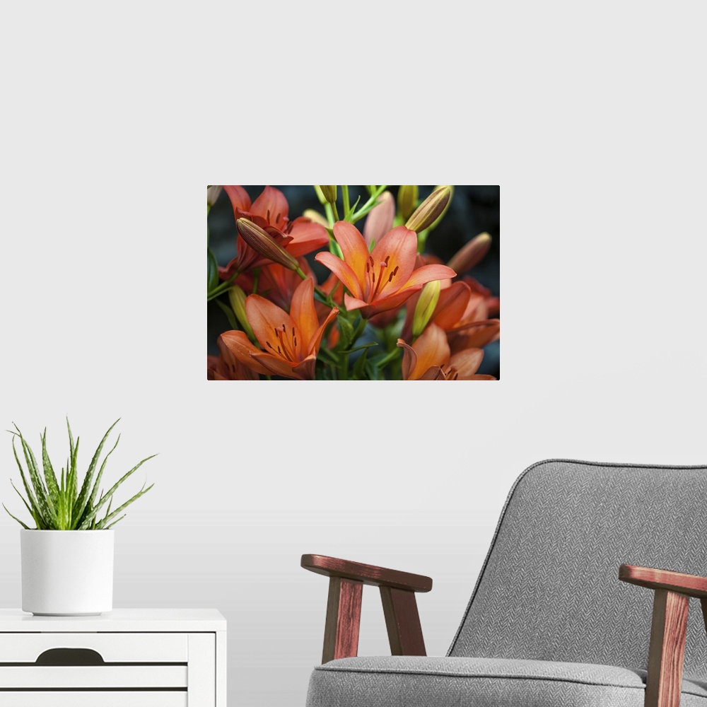 A modern room featuring Close-up shot of red tiger lily on a black background.