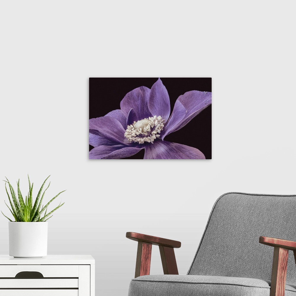 A modern room featuring Red Violet Anemone Blossom