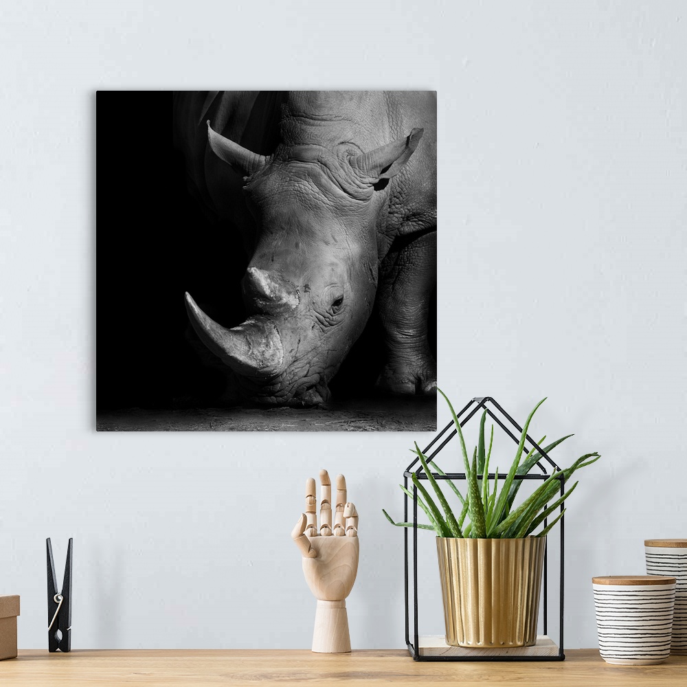A bohemian room featuring Wild African white rhino in monochrome.
