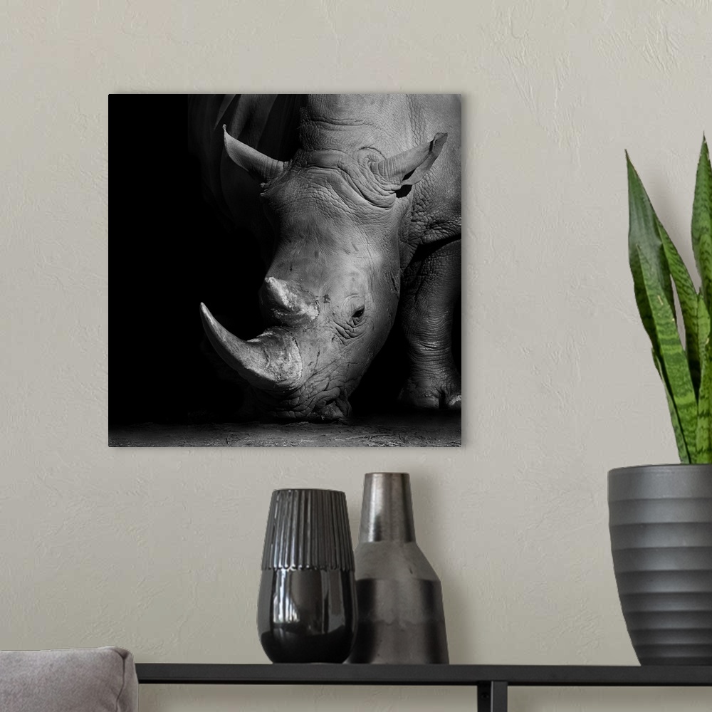 A modern room featuring Wild African white rhino in monochrome.