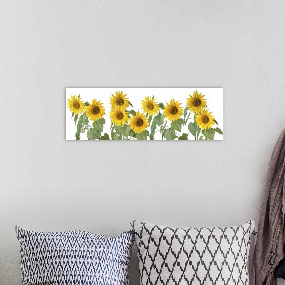 A bohemian room featuring Colorful banner row of sunflowers.