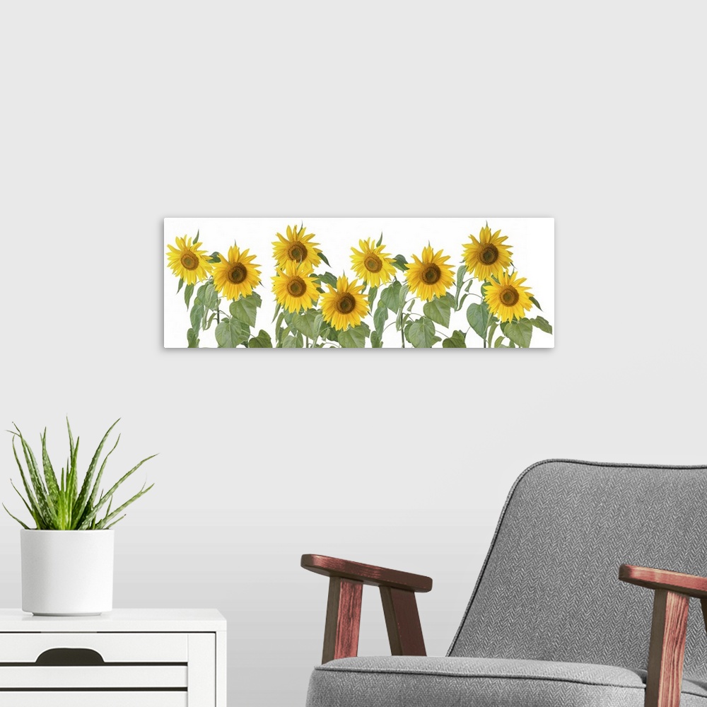 A modern room featuring Colorful banner row of sunflowers.