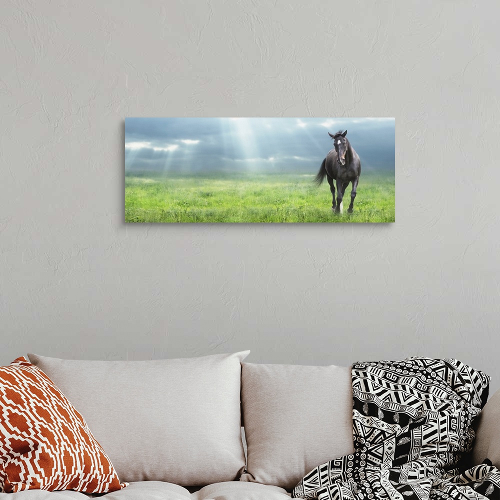 A bohemian room featuring Running black horse warm-blooded at morning field.