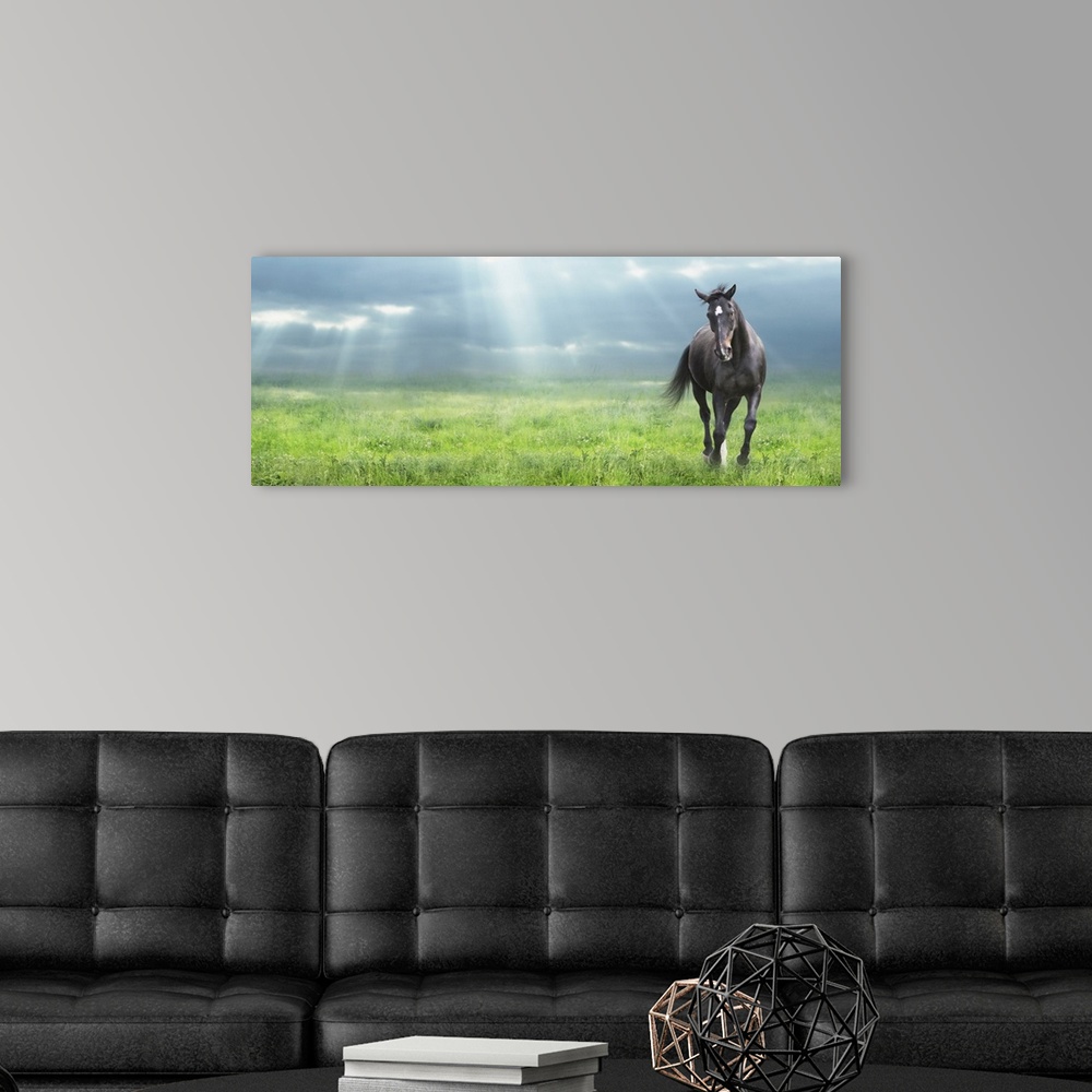 A modern room featuring Running black horse warm-blooded at morning field.