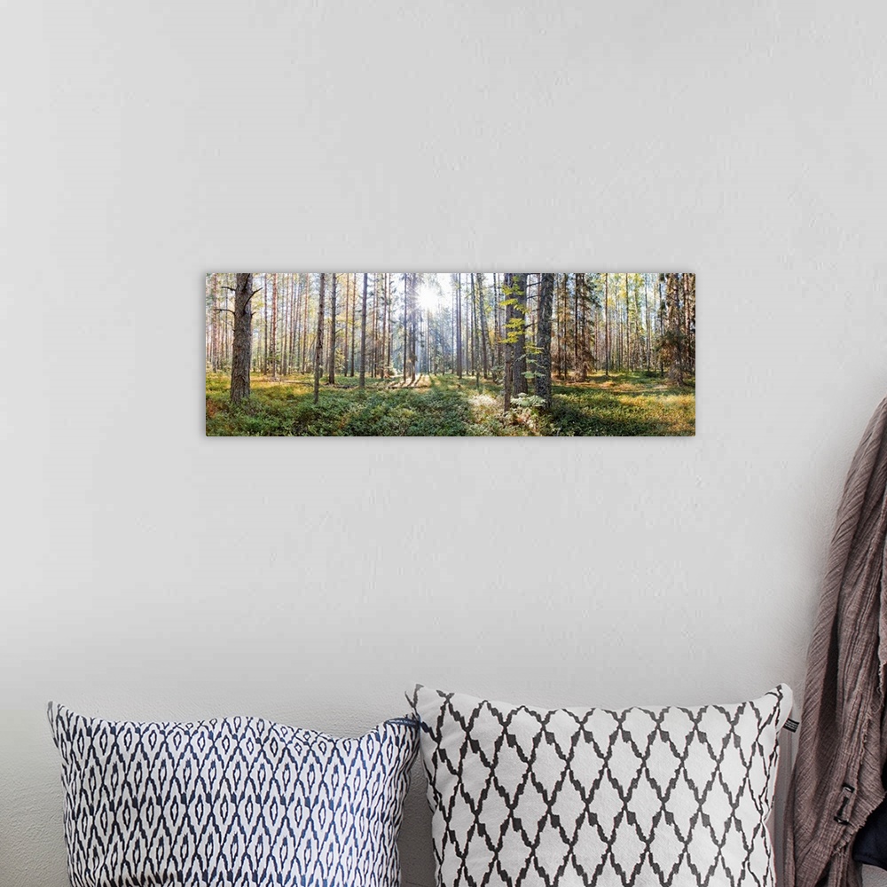 A bohemian room featuring National park "Russian north" in Vologda region. Summer panorama.