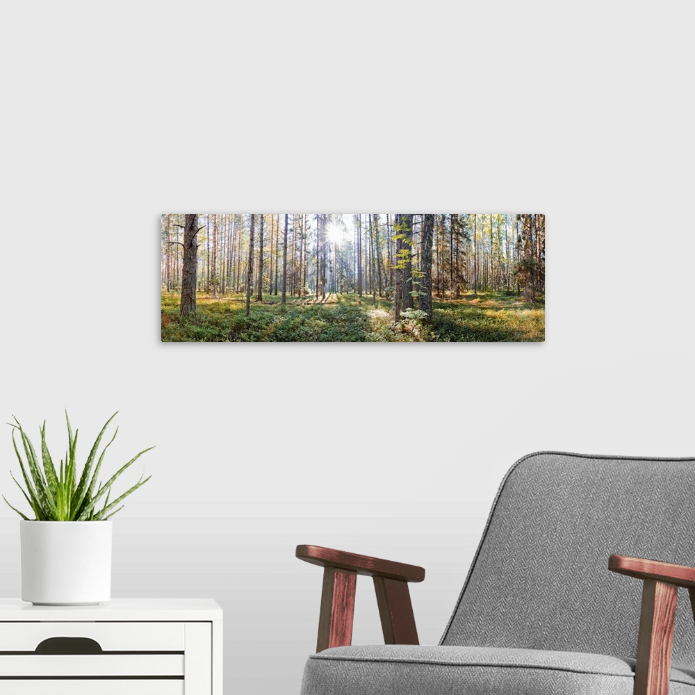 A modern room featuring National park "Russian north" in Vologda region. Summer panorama.