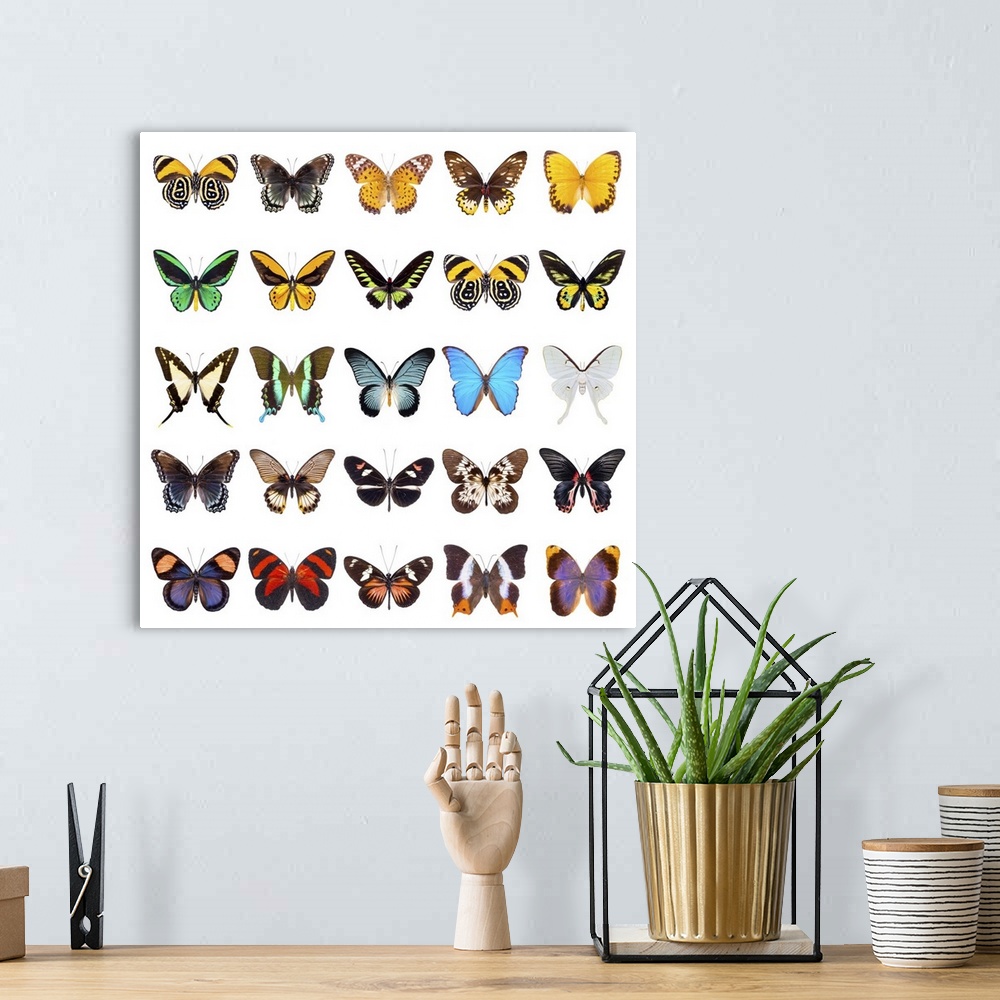 A bohemian room featuring Set Of Beautiful Butterflies