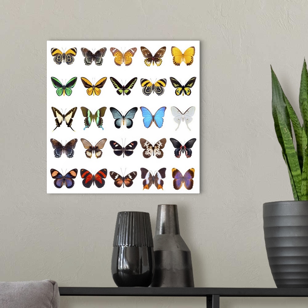 A modern room featuring Set Of Beautiful Butterflies