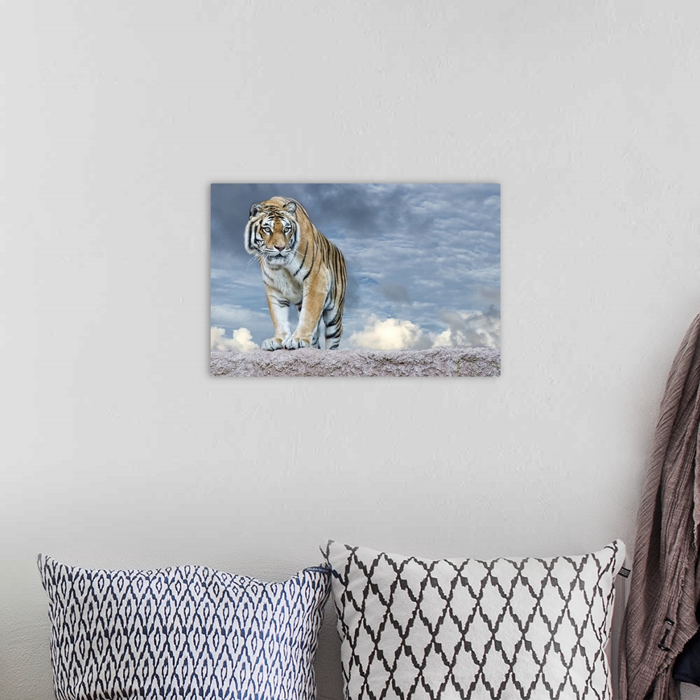 A bohemian room featuring Siberian tiger ready to attack looking at you in the rocks background.