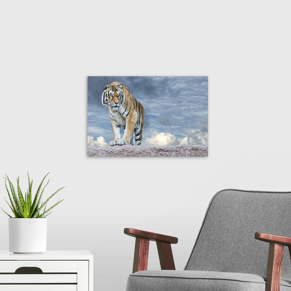 A modern room featuring Siberian tiger ready to attack looking at you in the rocks background.