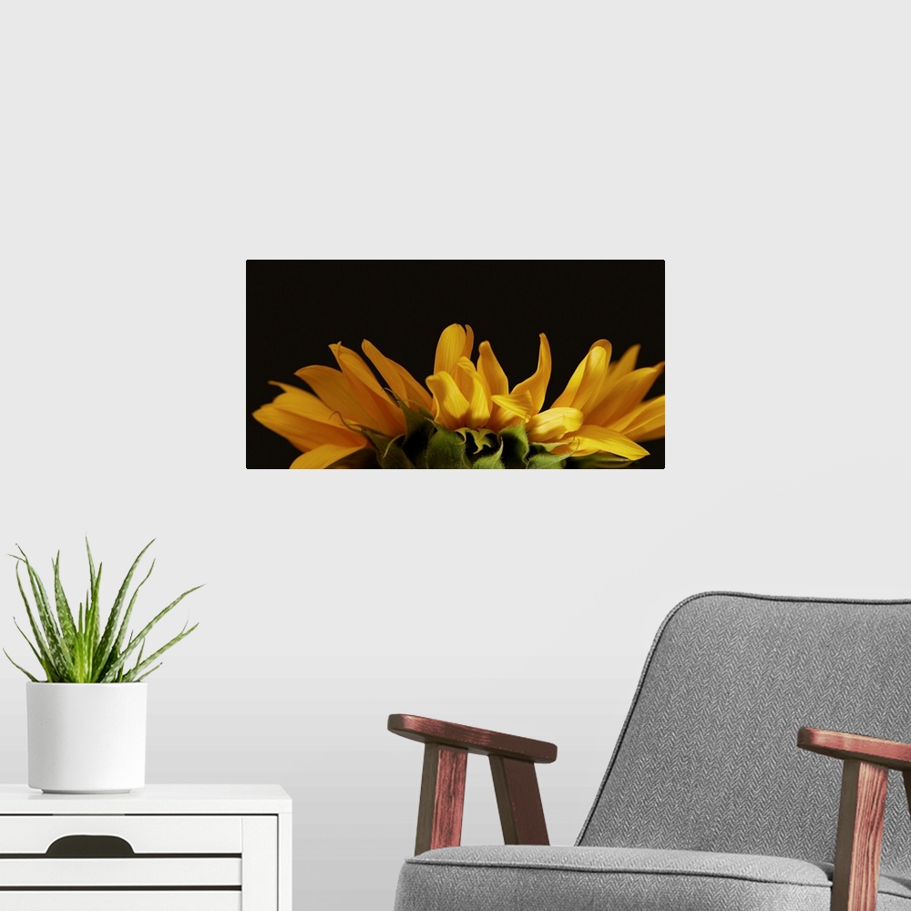 A modern room featuring Side View Of Yellow Sunflower Petals