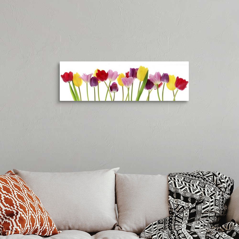 A bohemian room featuring Colorful fresh spring tulips flowers border in a row on a white background.