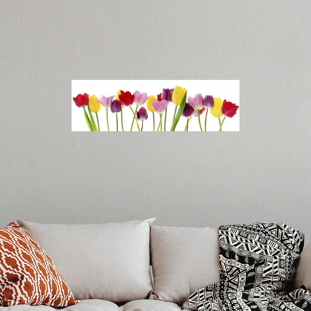 A bohemian room featuring Colorful fresh spring tulips flowers border in a row on a white background.