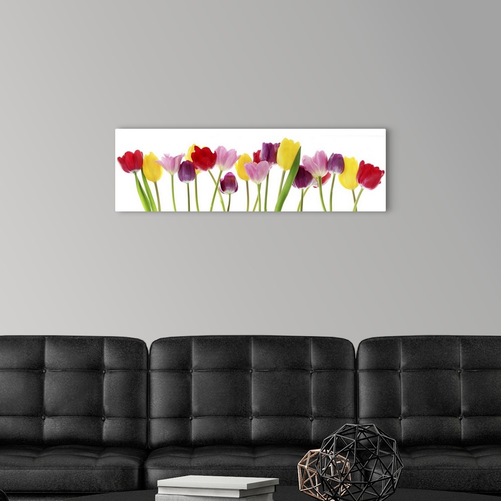 A modern room featuring Colorful fresh spring tulips flowers border in a row on a white background.