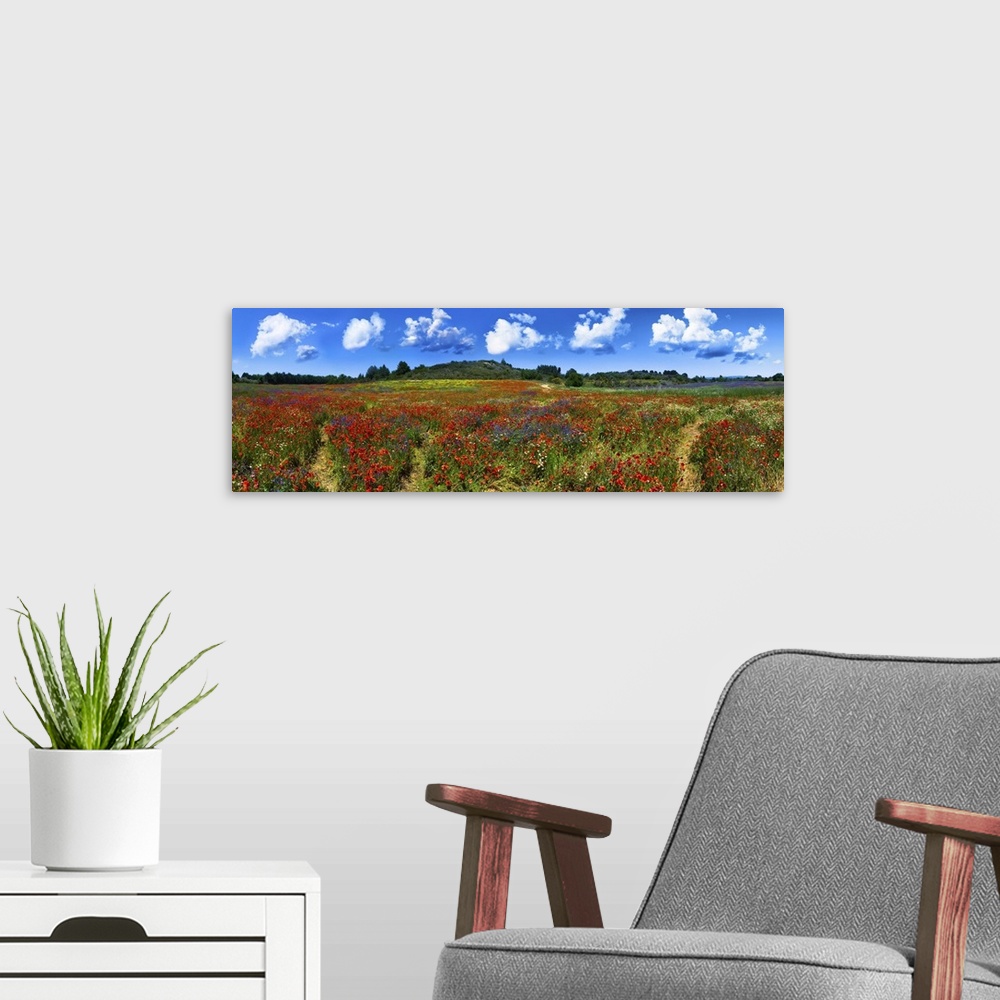 A modern room featuring Panorama of a wild red, blue and yellow flower field near Gruissan (Narbonne), France.
