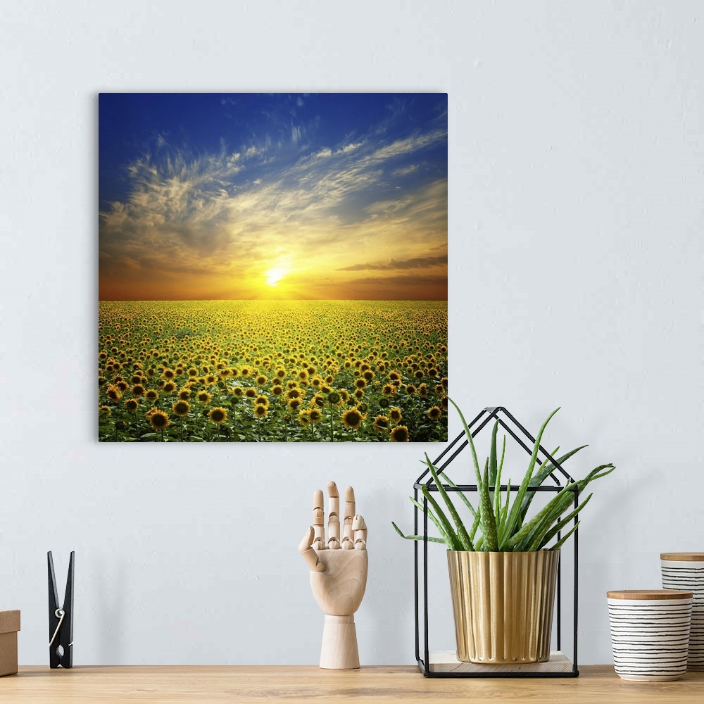 A bohemian room featuring Summer landscape: beautiful sunset over sunflowers field.