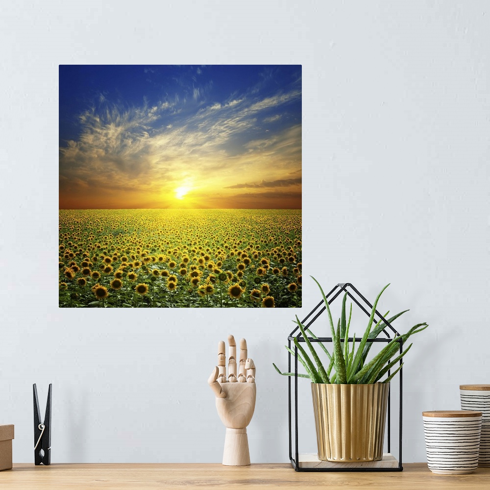 A bohemian room featuring Summer landscape: beautiful sunset over sunflowers field.